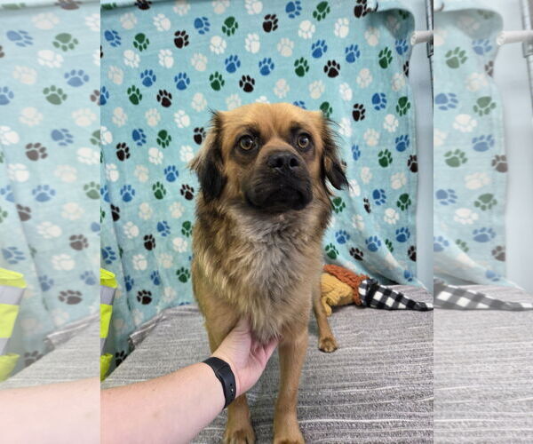 Medium Photo #3 Puginese Puppy For Sale in Chico, CA, USA