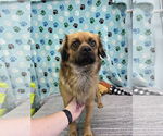 Small #2 Puginese