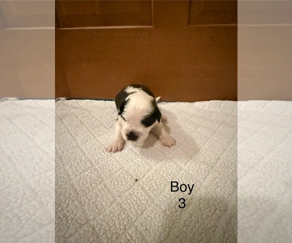 Medium Photo #10 Saint Bernard Puppy For Sale in STANLEY, WI, USA