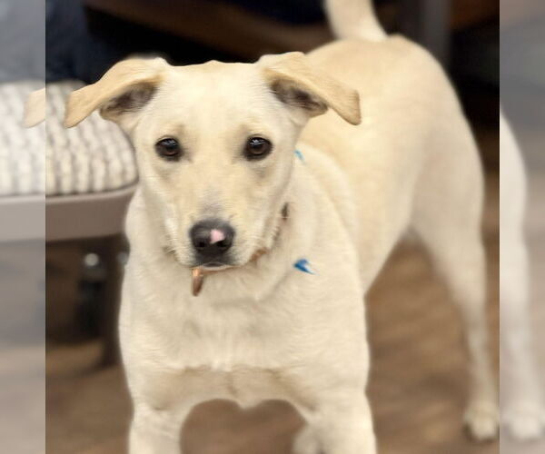 Medium Photo #3 Labrador Retriever-Unknown Mix Puppy For Sale in Cranford, NJ, USA