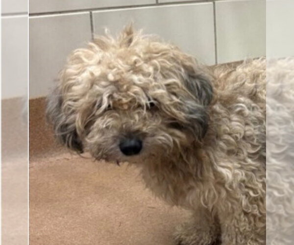 Medium Photo #3 Havanese-Unknown Mix Puppy For Sale in Canton, CT, USA