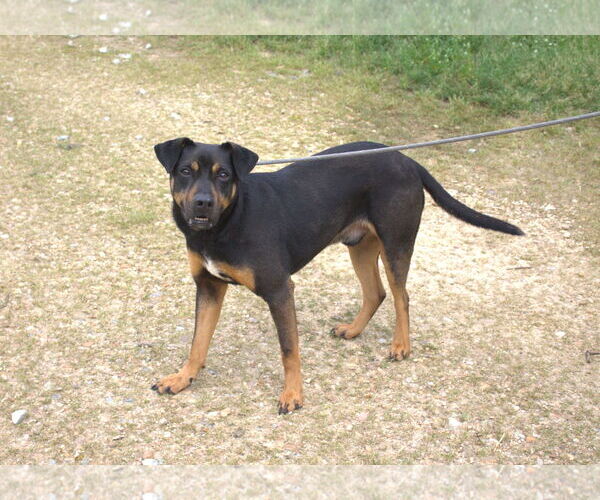 Medium Photo #2 Mutt Puppy For Sale in Jackson, MS, USA