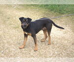 Small #1 Mutt