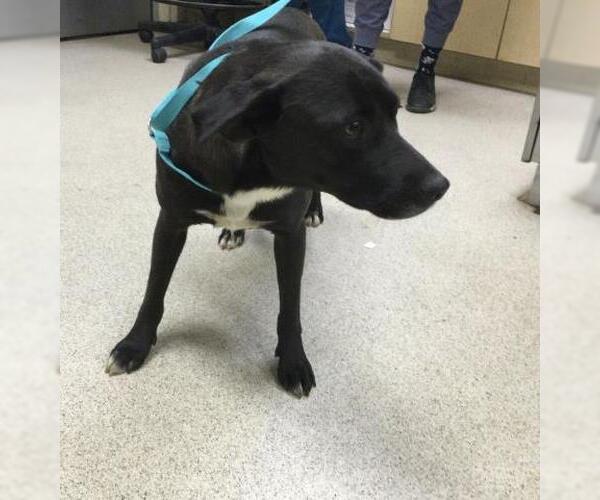 Medium Photo #1 Labrador Retriever-Unknown Mix Puppy For Sale in Riverside, CA, USA