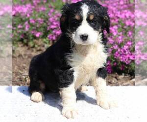 Bernedoodle Puppy for sale in NEW ENTRPRISE, PA, USA