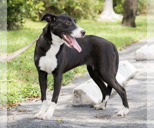 Hespera - Female American Bulldog Dog for Adoption - Photo #3