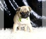 Small #3 Pug