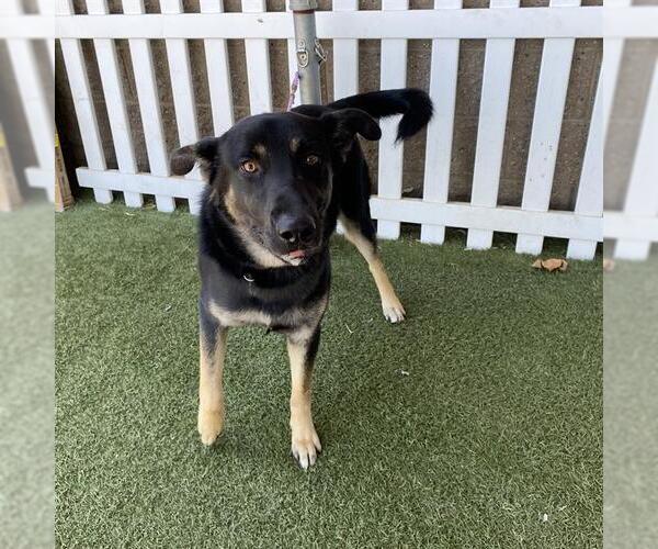 Medium Photo #1 German Shepherd Dog-Unknown Mix Puppy For Sale in Modesto, CA, USA