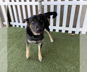 German Shepherd Dog-Unknown Mix Dogs for adoption in Modesto, CA, USA