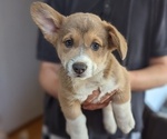 Small #1 Pembroke Welsh Corgi