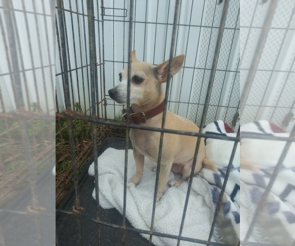 Medium Photo #1 Chihuahua Puppy For Sale in NORTH WILKESBORO, NC, USA