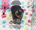 Small #9 Yorkshire Terrier