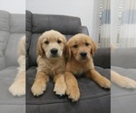 Small #6 Golden Retriever