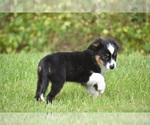 Small #4 Miniature Australian Shepherd