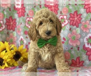 Goldendoodle (Miniature) Puppy for sale in LANCASTER, PA, USA