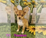 Image preview for Ad Listing. Nickname: Theodore