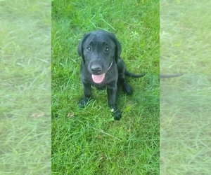 Labrador Retriever Puppy for sale in HARRISON, AR, USA