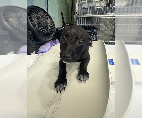 Medium Photo #1 American Staffordshire Terrier-Labrador Retriever Mix Puppy For Sale in Grand Prairie, TX, USA