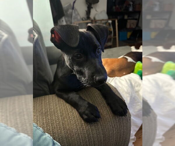 Medium Photo #15 Labrador Retriever-Unknown Mix Puppy For Sale in Brewster, NY, USA