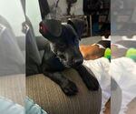 Small #14 Labrador Retriever Mix