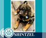 Small #1 Australian Shepherd