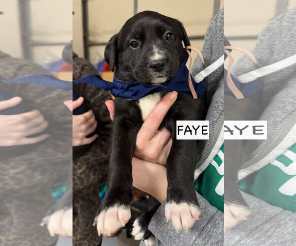Medium Photo #6 Labrador Retriever-Unknown Mix Puppy For Sale in GILBERTS, IL, USA