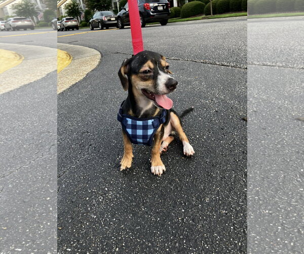 Medium Photo #2 Cheagle Puppy For Sale in Virginia Beach, VA, USA