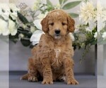 Small Photo #2 Goldendoodle (Miniature) Puppy For Sale in EAST EARL, PA, USA