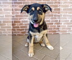 Small #2 Gerberian Shepsky