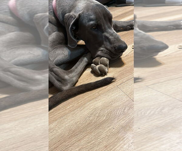 Medium Photo #2 Great Dane Puppy For Sale in Bullard, TX, USA