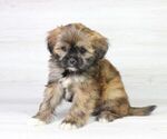 Small Photo #7 Zuchon Puppy For Sale in LAS VEGAS, NV, USA