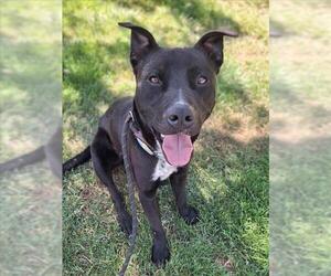 American Staffordshire Terrier-Unknown Mix Dogs for adoption in Woodland, CA, USA