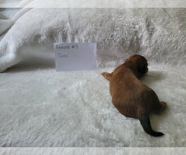 Medium Photo #7 Dachshund Puppy For Sale in PINSON, AL, USA