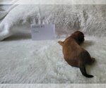 Small Photo #22 Dachshund Puppy For Sale in PINSON, AL, USA
