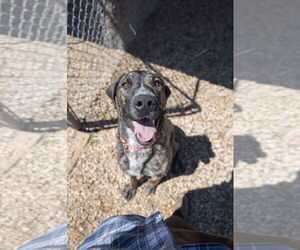 Great Dane-Unknown Mix Dogs for adoption in Estherville, IA, USA