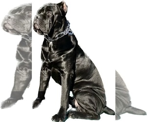 Father of the Cane Corso puppies born on 07/30/2023