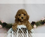 Puppy Spirit AKC Poodle (Miniature)