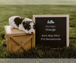 Small Photo #1 Bernedoodle Puppy For Sale in NORTH PLATTE, NE, USA