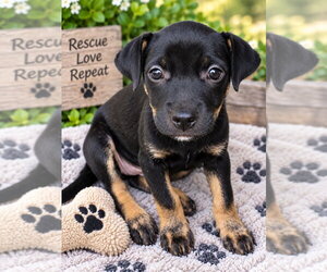 Monica - Female Mutt Dog for Adoption - Photo #2