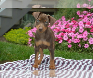 Medium Miniature Pinscher