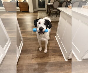 Finn - Male Mutt Dog for Adoption - Photo #3