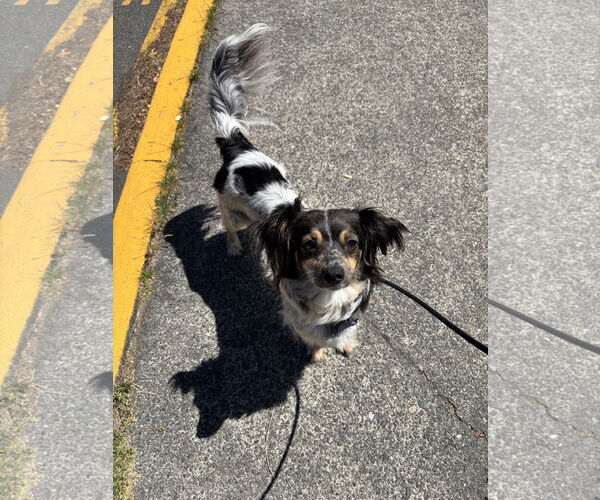 Medium Photo #2 Spaniel-Unknown Mix Puppy For Sale in Bellevue, WA, USA
