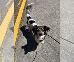 Small #1 Spaniel Mix