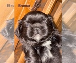 Puppy Bronco Shih Apso