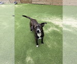 Small #2 Labrador Retriever Mix