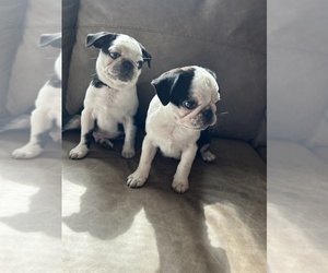 Pug Litter for sale in BLOOMINGTON, IL, USA