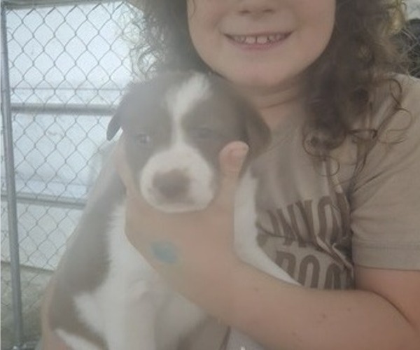 Medium Photo #3 Border Collie Puppy For Sale in LEBANON, MO, USA