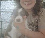 Small Photo #4 Border Collie Puppy For Sale in LEBANON, MO, USA