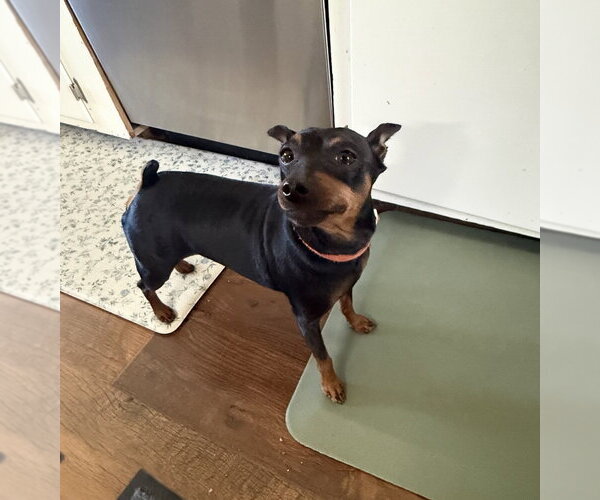 Medium Photo #7 Miniature Pinscher Puppy For Sale in Fort Wayne, IN, USA