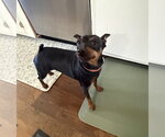 Small #6 Miniature Pinscher